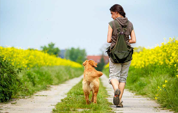 Hund im Weinberg